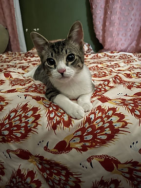 Tuna