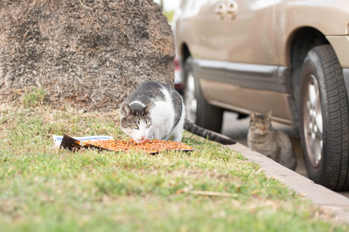 Provide food for a cat colony for one month