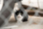 Thumbnail: Provide food for a cat colony for one month