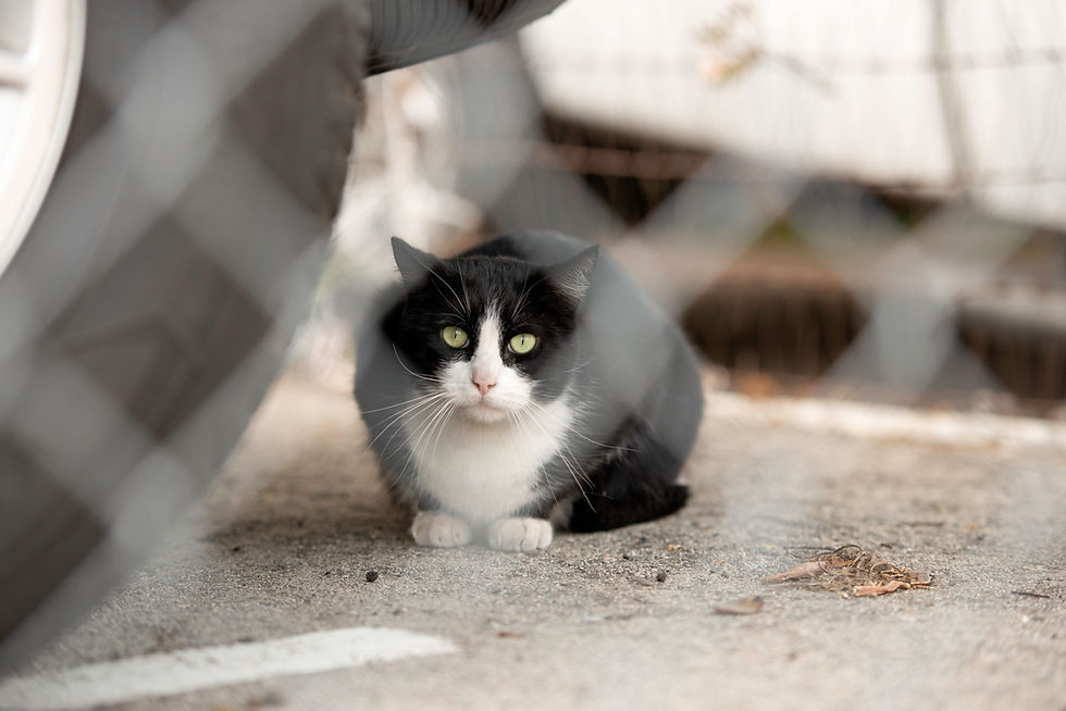Thumbnail: Provide food for a cat colony for one month