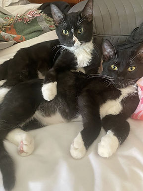 Morgan & Murphy
