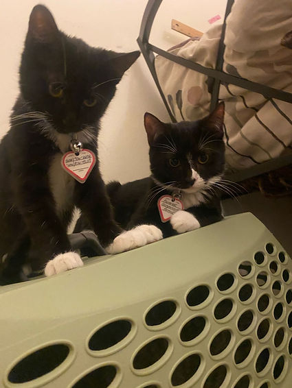 Morgan & Murphy 3.jpeg