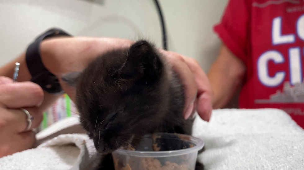 Thumbnail: Sponsor an injured or ill cat while he/she recoups