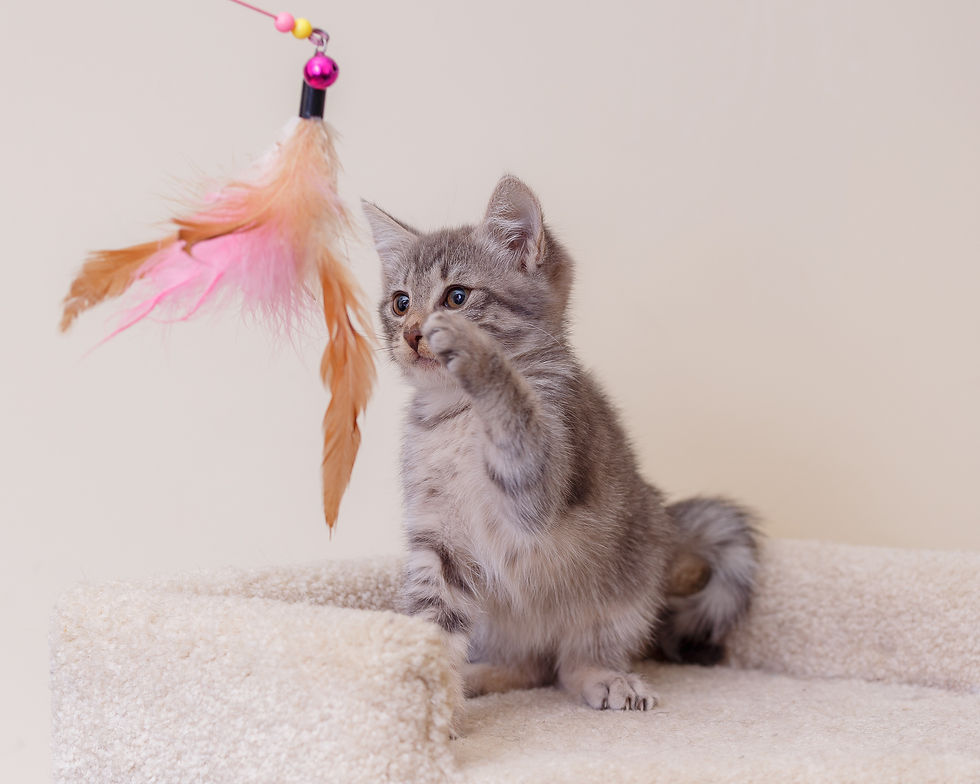 Thumbnail: Sponsor a Kitten