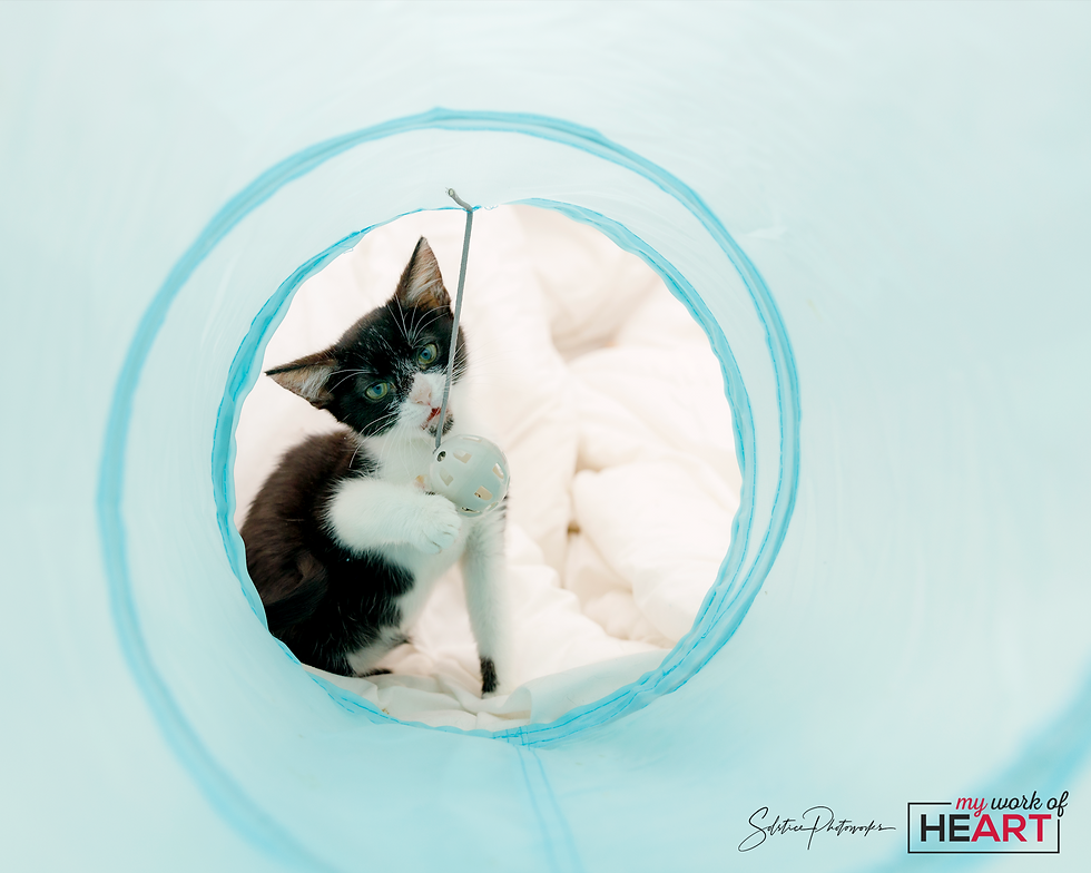 Thumbnail: Sponsor a Kitten