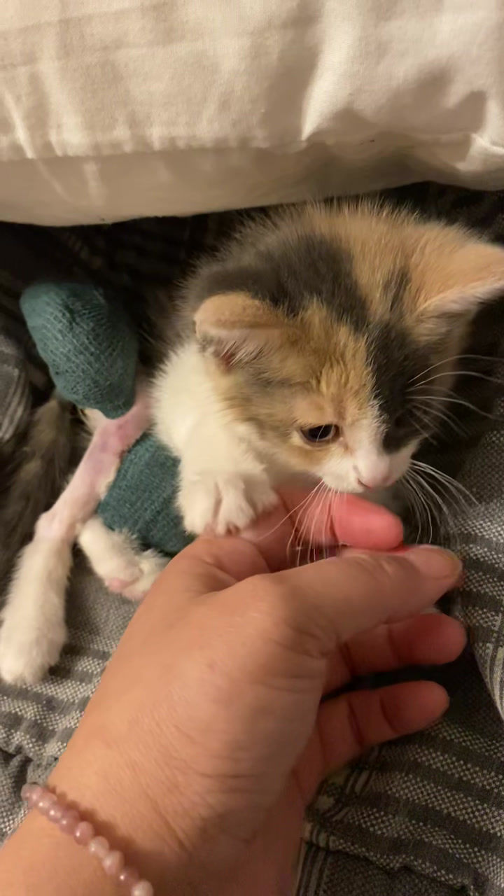 Thumbnail: Sponsor an injured or ill cat while he/she recoups