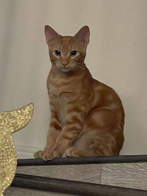 O'Malley