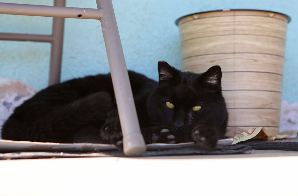 Thumbnail: Provide 50 microchips for 50 community cats