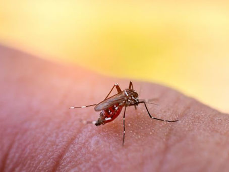 South Australians warned to watch for mosquitoes with 'potentially deadly' virus