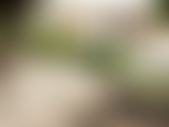 Killer serpent in Australia’s holiday Garden of Eden: Deadly brown snake is spotted lurking metres f
