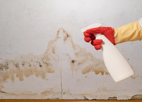 DIY Hacks: Tips And Tricks To Eliminate Mould Naturally