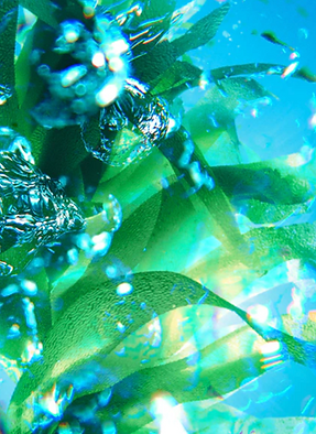 Repechage Seaweed