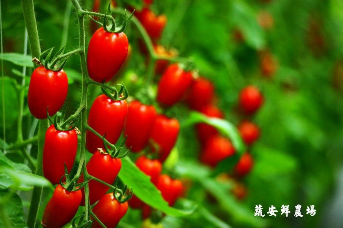 縮圖：貴妃番茄 (季節限定)