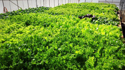 20171207_135333_edited_edited