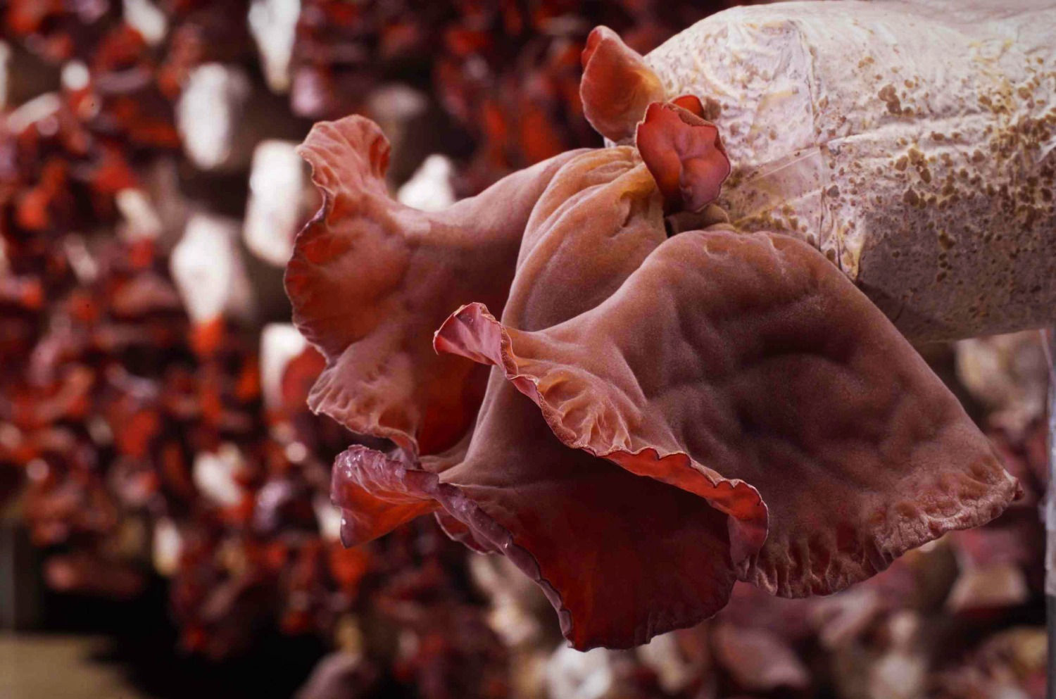 黑木耳  Black Fungus