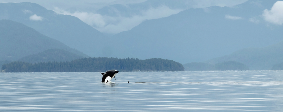 fawn bluff orca.png