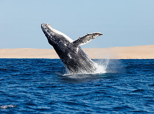 Humpback Whale by Orlando Miranda and Salvador Colvee.jpg