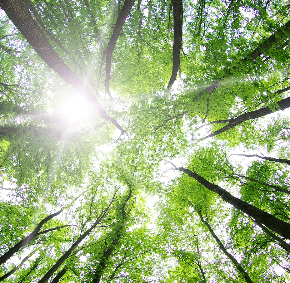 HRr (Nature).webp