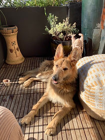 dog behavior