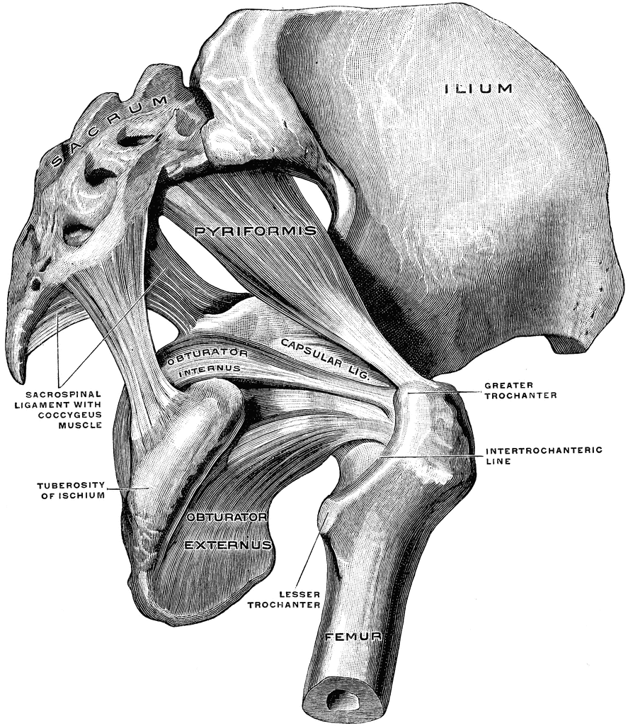 53932_pelvis_lg.gif