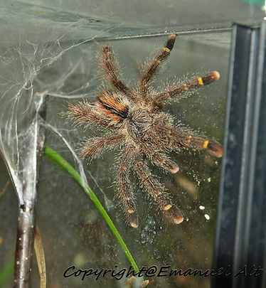 Avicularia juruensis (rufa)