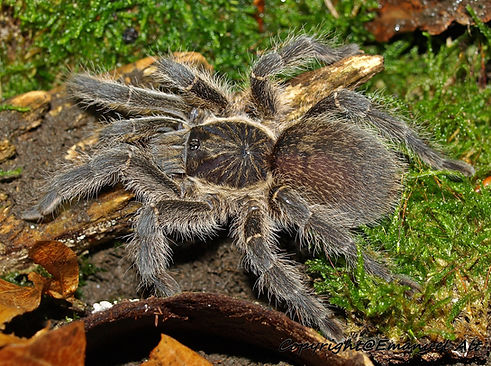 Harpactira baviana vsbs