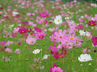 DSCN0059.JPG