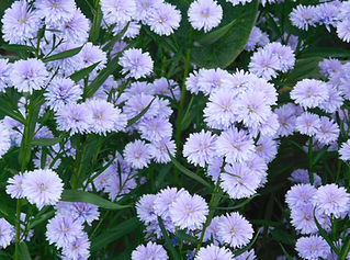 DSCN0085.JPG