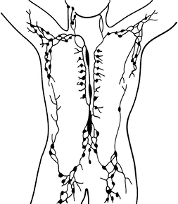The lymphatic system in the body with its lymph nodes.