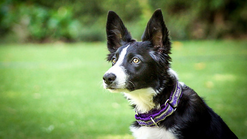 Cachorro Border Collie Actus Mara aprendiendo obediencia