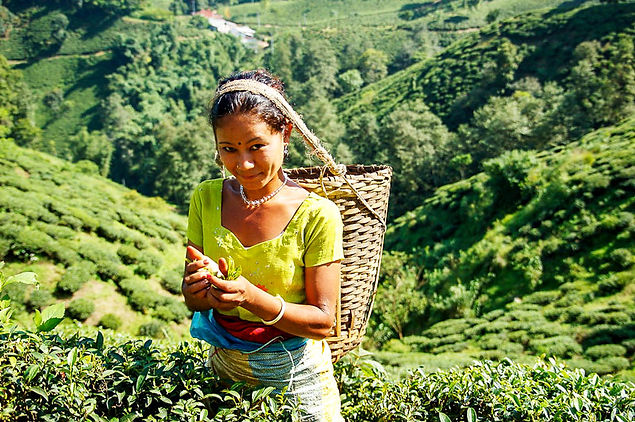 Photo showing a woman harvesting green tea.