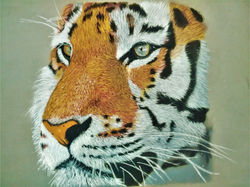 Tigre