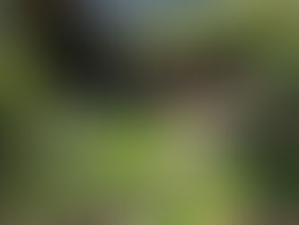 Green Materials for Houses: The Intelligent Option for Colorado Homeowners