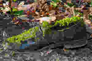 Der Artikel heißt: Der Chef stirbt im Wald: Wo führerlose Teams ihren Anfang nehmen. Das Bild zeigt einen mit grünem Moos überwachsener schwarzer Schuh auf dem Waldboden