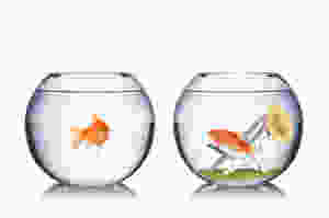 Der Artikel heißt: Warum wir Egoisten auf dem Weg zu mehr Fairness begrüßen. Das Bild zeigt zwei Fische im Fischglas, wobei einer in einer Liege liegt.