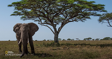 How to Travel to Africa with Kids on a Disney Tour