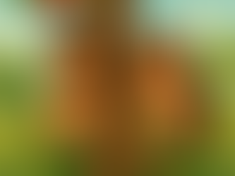 Genesis 3: The Sad Choice in the Garden