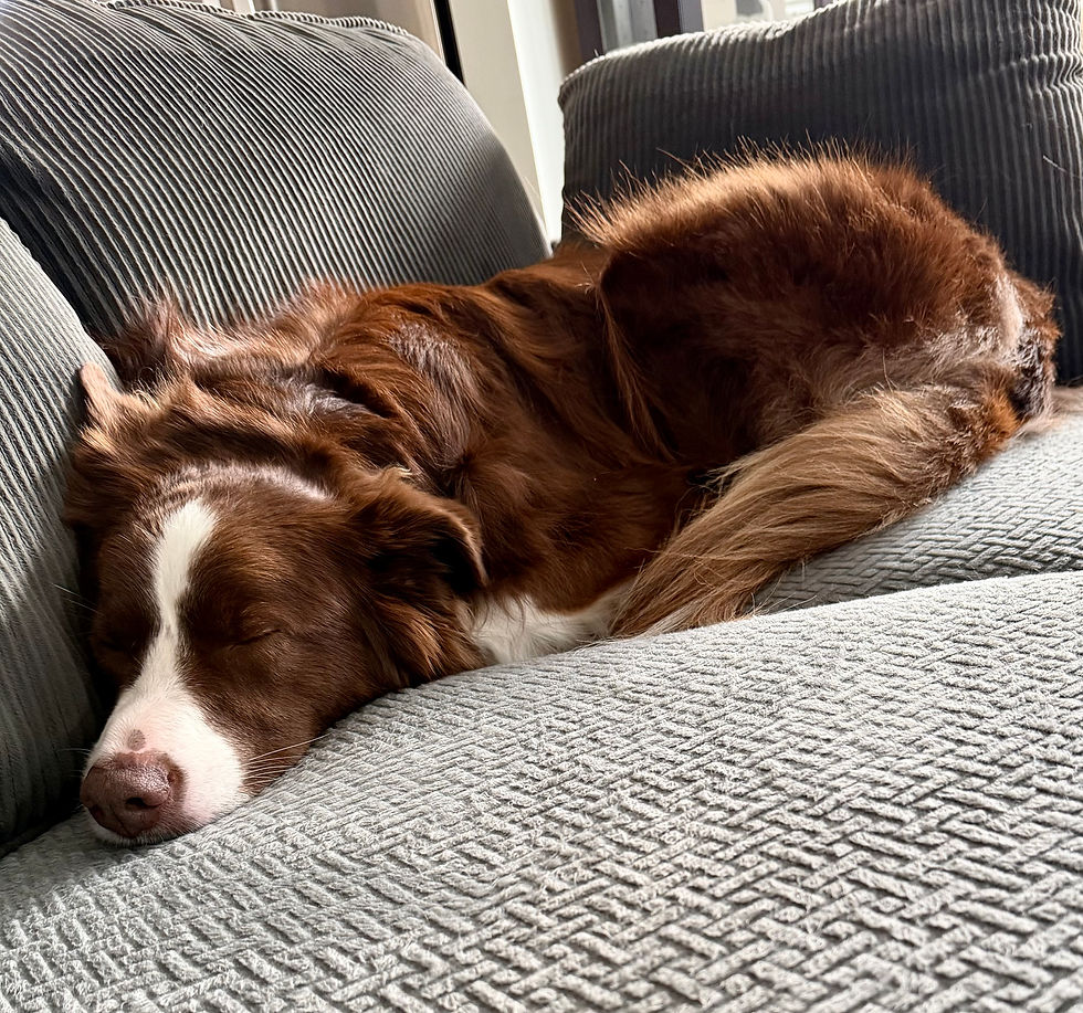 Australian Shepherd resting on a couch, representing emotional pause during relationship conflict and the need for nervous system regulation.