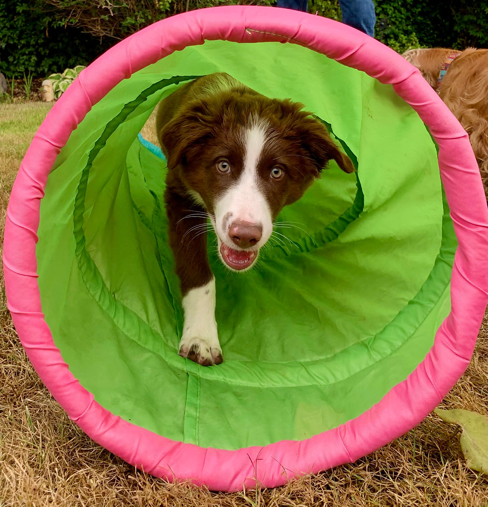 Young Australian Shepherd puppy running through a bright green play tunnel, energetic and engaged in play