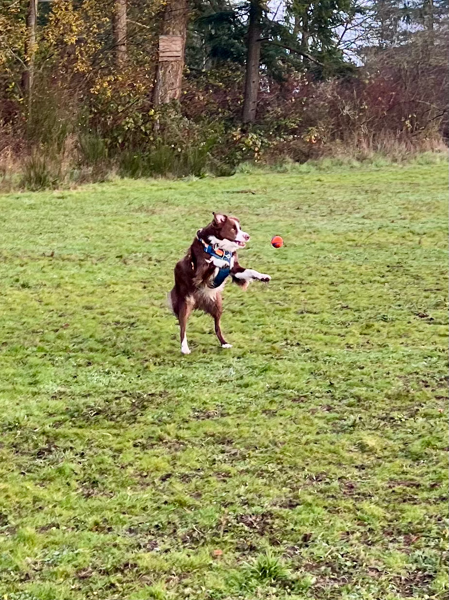 A brown and white Australian Shepherd leaping mid-air in a grassy field to catch a ball, embodying joy and freedom.