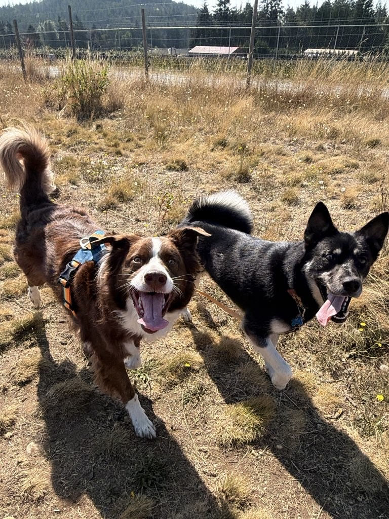 Joey, a brown and white Australian Shepherd, walking beside a black and white dog in a grassy field, both looking happy and relaxed.