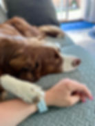 Brown and white Australian Shepherd resting on a couch with a paw gently placed on a person’s arm in a calm indoor setting.