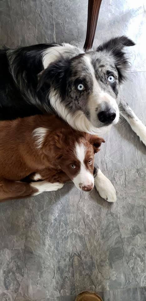 Adult dog and puppy lying close together on the floor, with the older dog watching attentively, representing a father dog guiding and staying close to his young puppy.