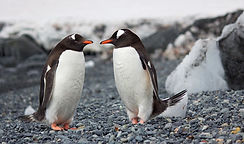 Two penguins facing each other on a rocky shore, symbolizing connection and partnership.