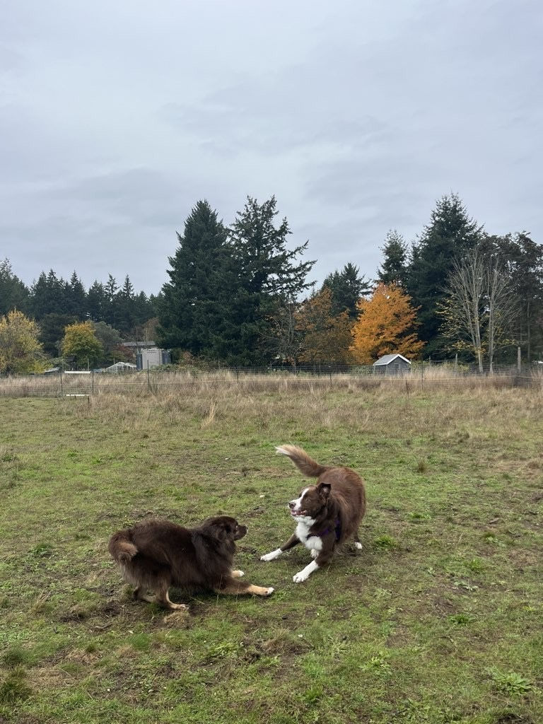Two dogs in an open grassy field, mid play, with one dog leaning back to signal a boundary while the other approaches with excited energy. Trees and fall colours in the background.
