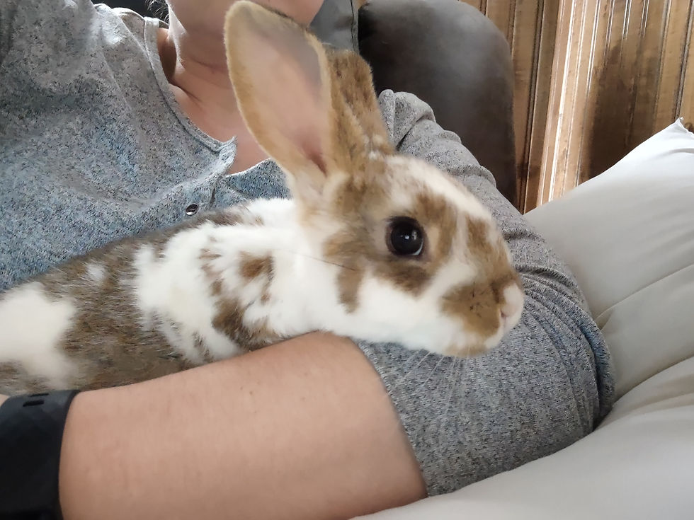 New Zealand Flemish Giant cross meat rabbit doe