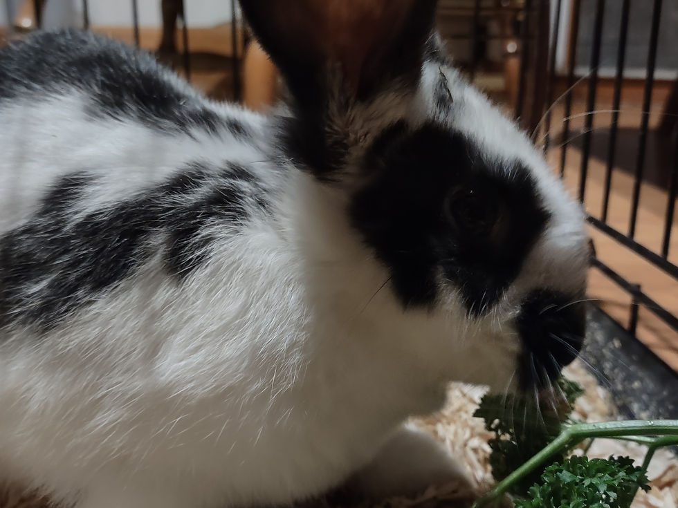 This is my personal buck. He is a new Zealand mixed with Flemish giant.