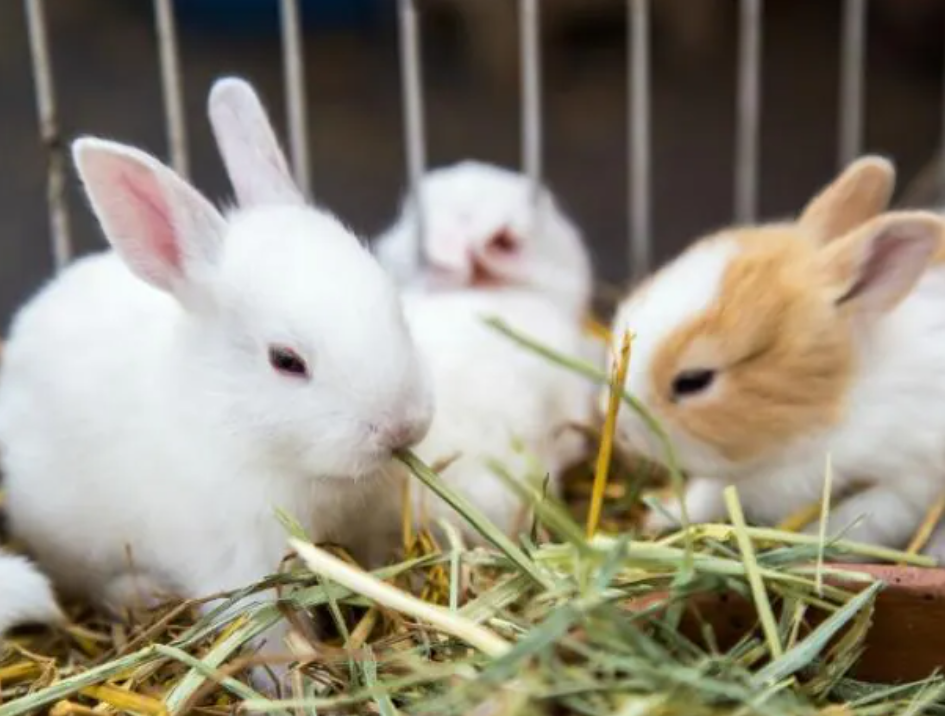 How do you breed rabbits?