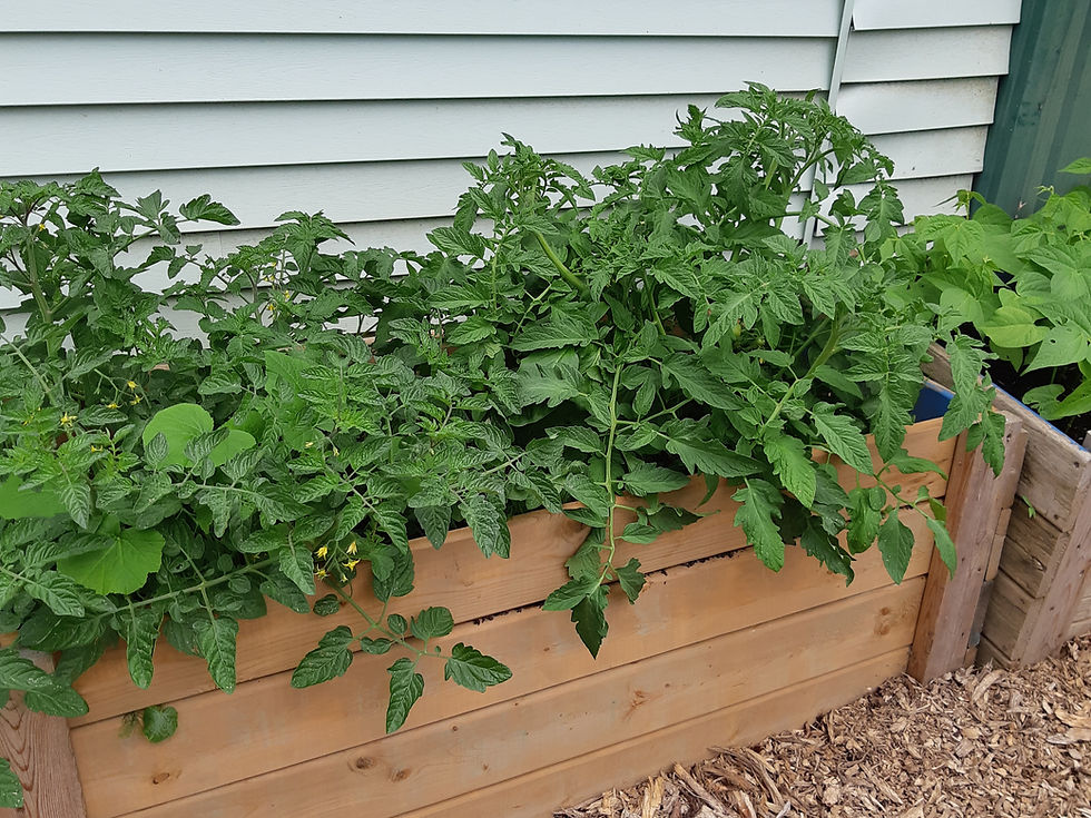 Tomatoes, beans, peppers all grown in raised beds.