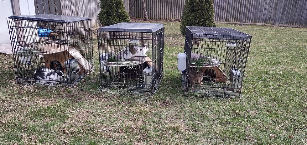 Breeding trio completed